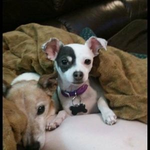 Meet your Posher, Doug